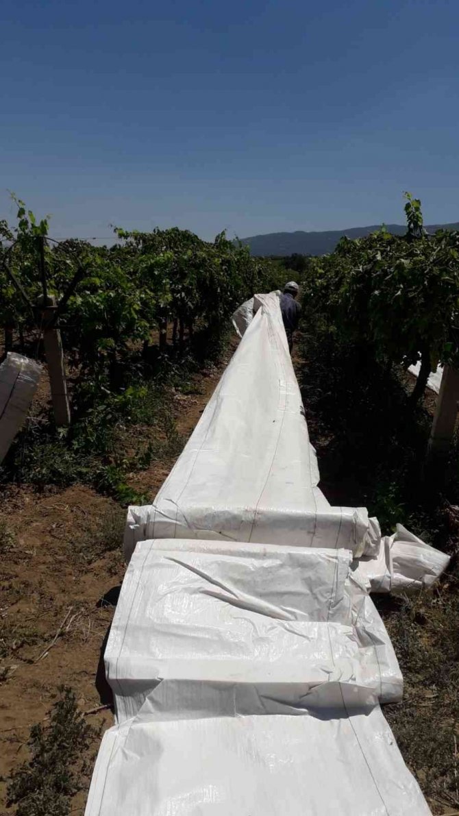 Aşırı Sıcaklıklara Rağmen Üreticiler İş Başında