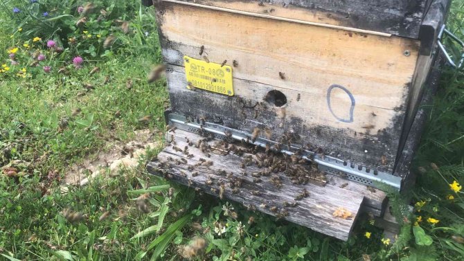 Artvin’de Yavru Arı Bereketi