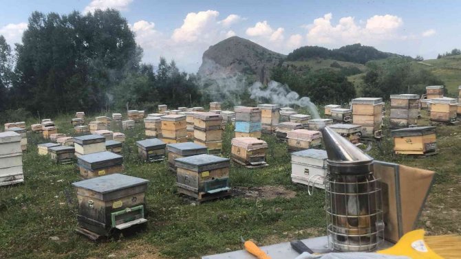 Artvin’de Yavru Arı Bereketi