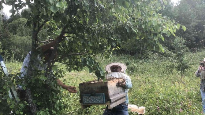 Artvin’de Yavru Arı Bereketi