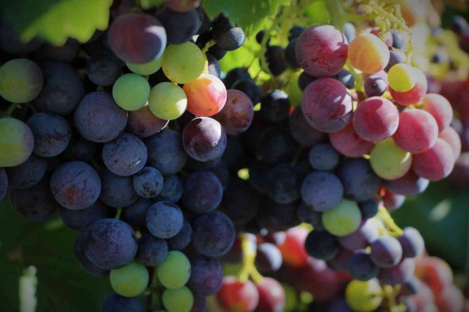 Elazığ’da 5 Bin Yıllık Geleneksel Üzüm Hasadı Başladı