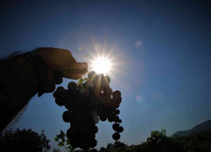 Elazığ’da 5 Bin Yıllık Geleneksel Üzüm Hasadı Başladı