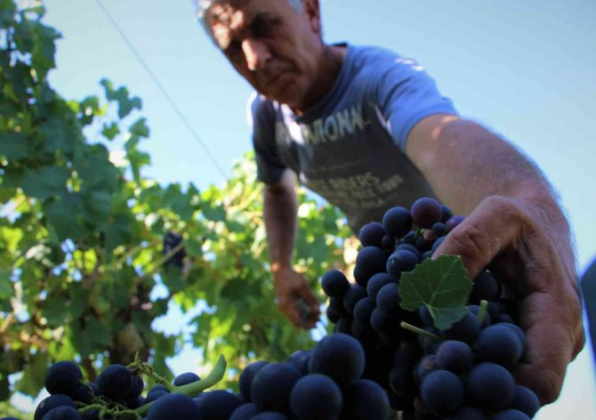 Elazığ’da 5 Bin Yıllık Geleneksel Üzüm Hasadı Başladı