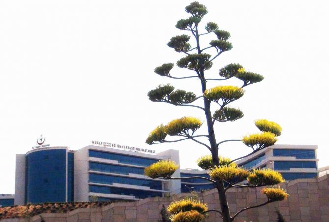 Unesco Dünya Kültür Mirası Listesinde