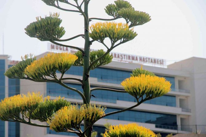 Unesco Dünya Kültür Mirası Listesinde