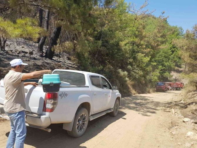 Yangın Bölgesindeki Yaban Hayvanları Tedavi Ediliyor