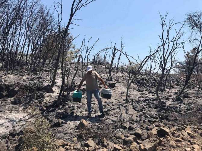 Yangın Bölgesindeki Yaban Hayvanları Tedavi Ediliyor