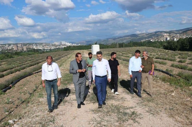 Yeni Tokat Havalimanı Lavanta Açacak