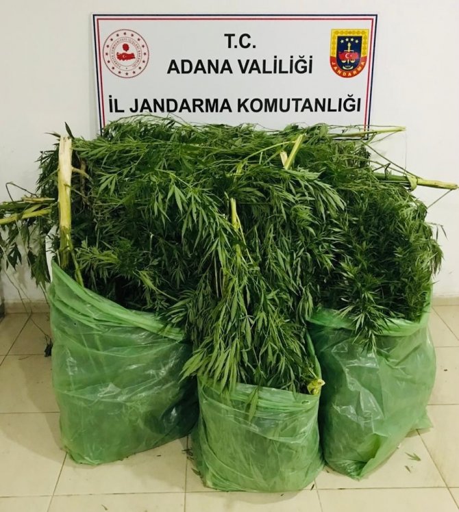 Evinde Esrar, Mısır Tarlasında Kenevir Ele Geçirildi