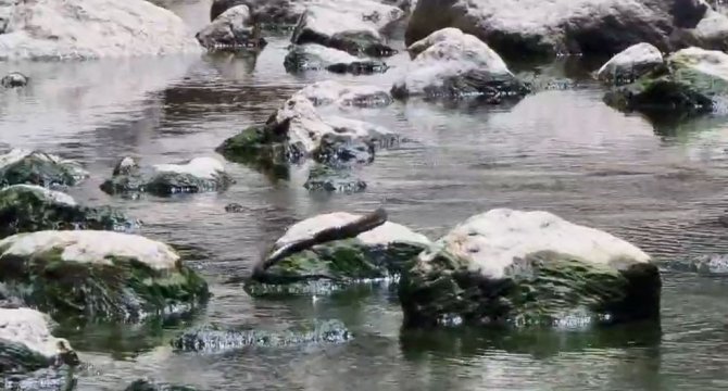 Artvin’de Yılanın Balık Avı Görüntülendi