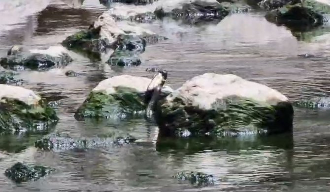 Artvin’de Yılanın Balık Avı Görüntülendi