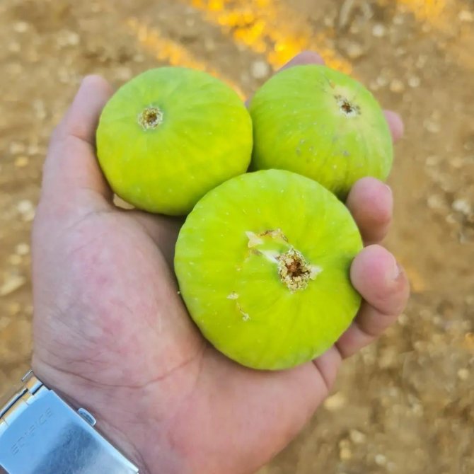 Aydınlı İncir Üreticileri Sezona Umutlu Girdi