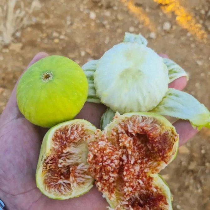 Aydınlı İncir Üreticileri Sezona Umutlu Girdi