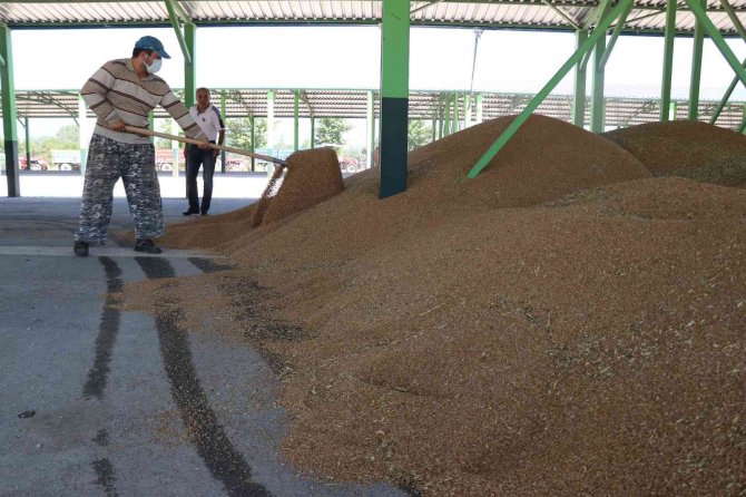Bolu’da Çiftçiler Tonlarca Buğdayı Tmo’ya Satmaya Başladı