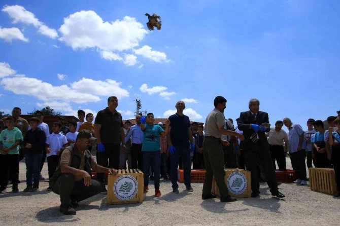 Çorum’da Doğaya Bin 250 Kınalı Keklik Salındı