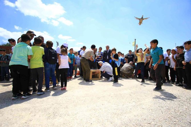 Çorum’da Doğaya Bin 250 Kınalı Keklik Salındı