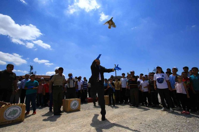 Çorum’da Doğaya Bin 250 Kınalı Keklik Salındı