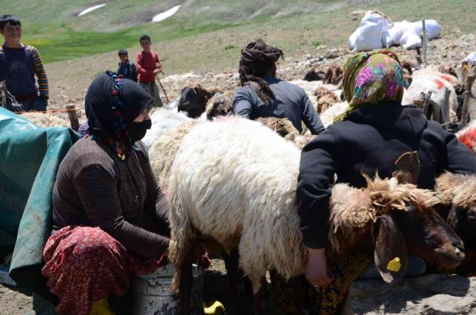 Göçerler 2 Bin 800 Rakımlı Yaylalarda Zorlu Hayvancılık Mesaisinde