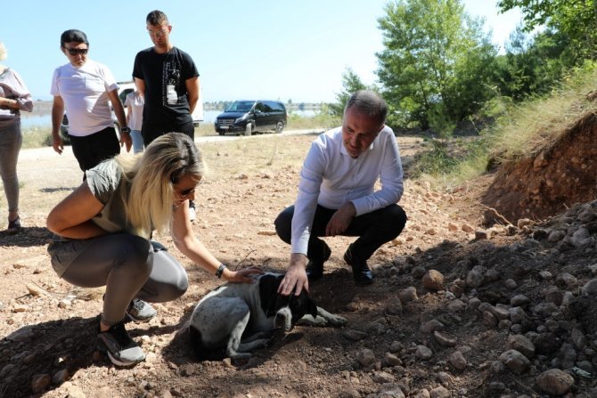Sokak Canlıları İçin Doğal Yaşam Alanları Oluşturuldu