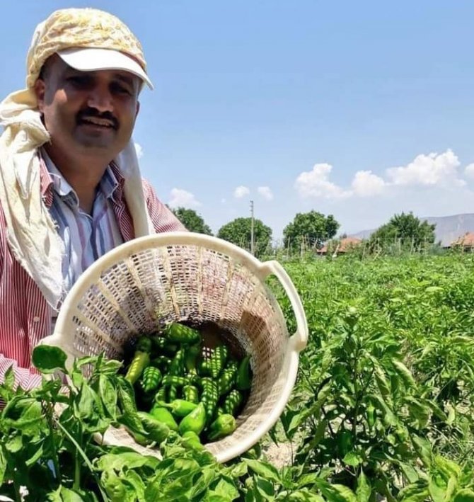 Emcelli Biberinin Dikimi Giderek Azalıyor