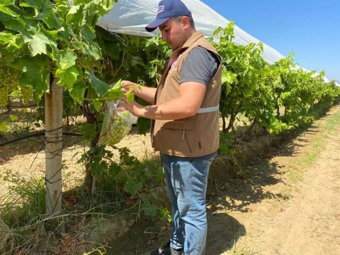 Üzüm Bağlarında ’Gıda Güvenliği’ İncelemeleri Devam Ediyor