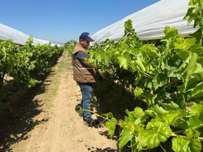 Üzüm Bağlarında ’Gıda Güvenliği’ İncelemeleri Devam Ediyor