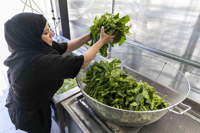 Mersin’de Sebze Ve Meyveler Güneş Enerjisi İle Kurutuluyor