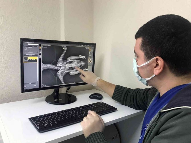 26 Bin 529 Hayvanı Tedavi Edildi