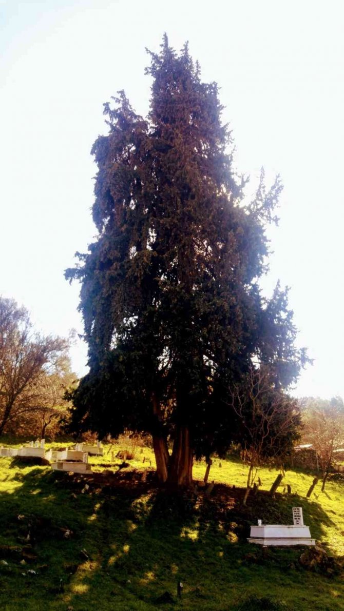 Üç Asırlık Ağaç Koruma Bekliyor