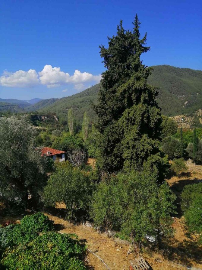 Üç Asırlık Ağaç Koruma Bekliyor