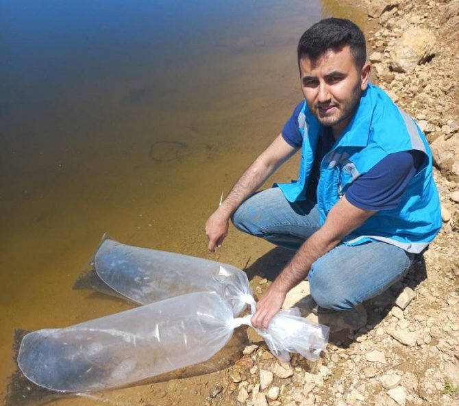 Pazarlar’daki Göletlere 36 Bin Adet Pullu Sazan Balığı Yavrusu Bırakıldı