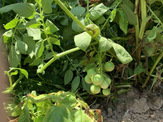 Sakarya’da Şaşırtan Olay: Tarlalarına Patates Ektiler, Domates Çıktı