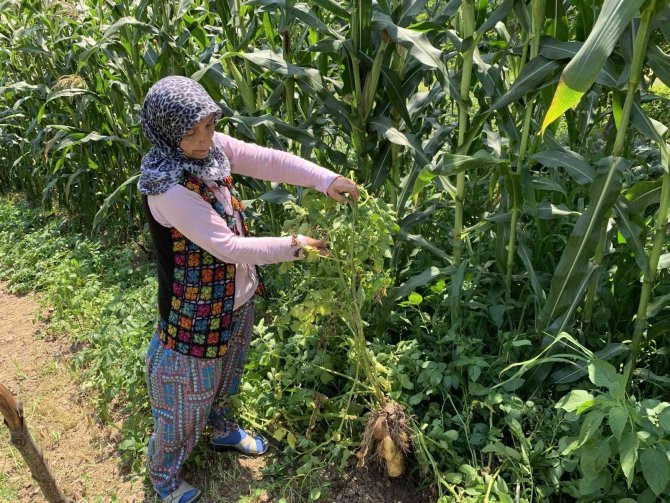 Sakarya’da Şaşırtan Olay: Tarlalarına Patates Ektiler, Domates Çıktı