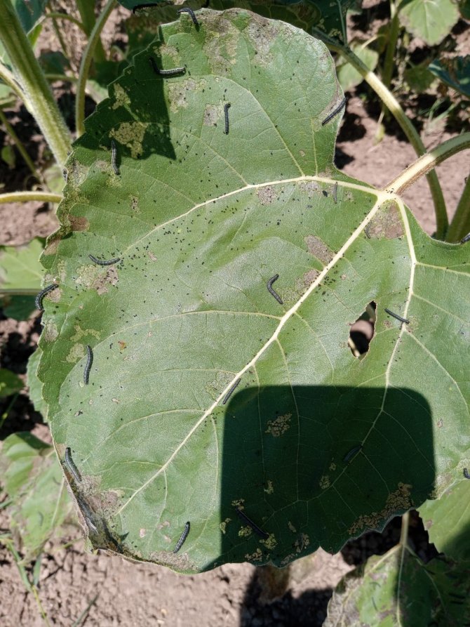 Çayır Tırtılında Mücadele Zamanı