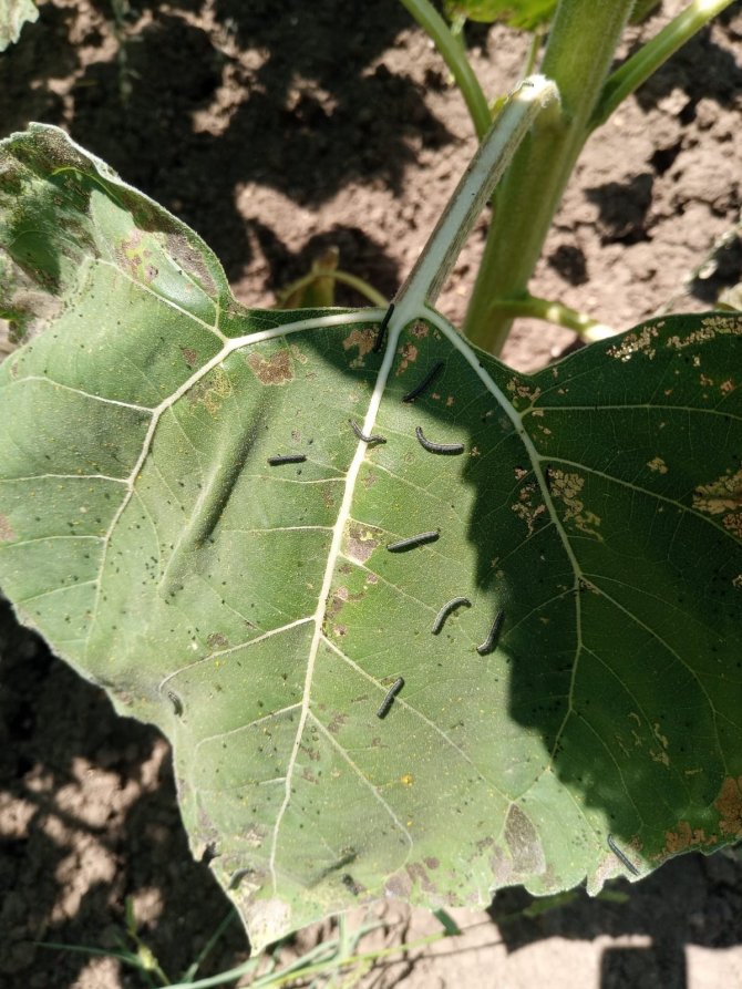 Çayır Tırtılında Mücadele Zamanı