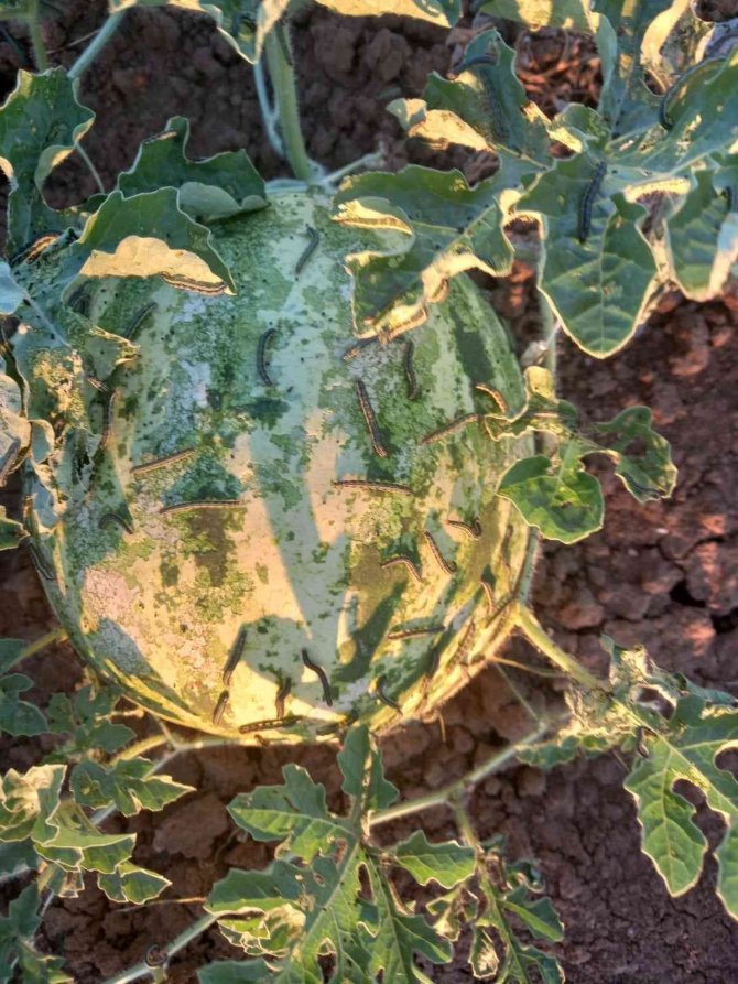 Çayır Tırtılında Mücadele Zamanı