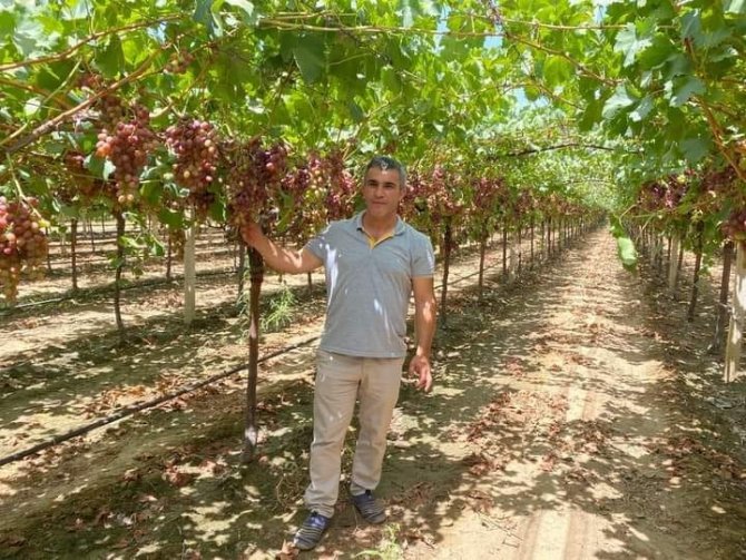 Üzüm Bağlarında ’Gıda Güvenliği’ İncelemeleri Devam Ediyor
