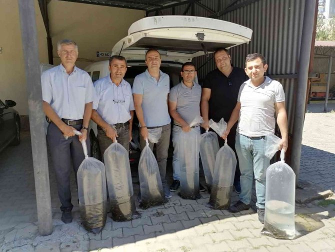 Simav’da Göletlere 110 Bin Yavru Sazan Balığı Bırakıldı