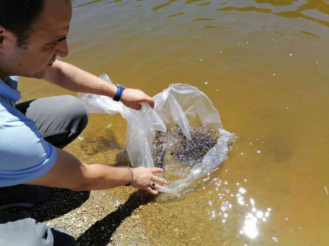 Simav’da Göletlere 110 Bin Yavru Sazan Balığı Bırakıldı