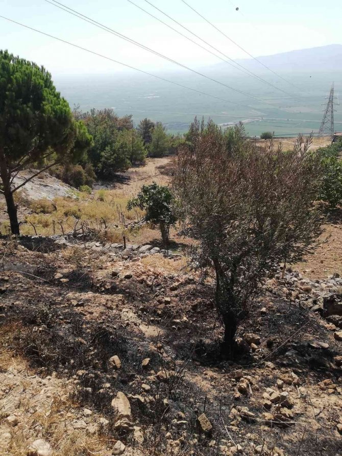 Yangından Zarar Gören Bahçelerde İncelemede Bulunuldu