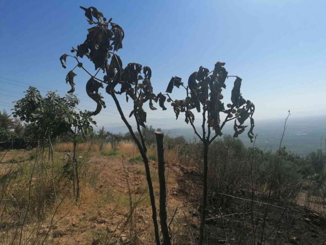 Yangından Zarar Gören Bahçelerde İncelemede Bulunuldu