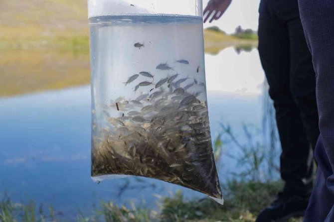 Yedigöllere 150 Bin Yavru Sazan