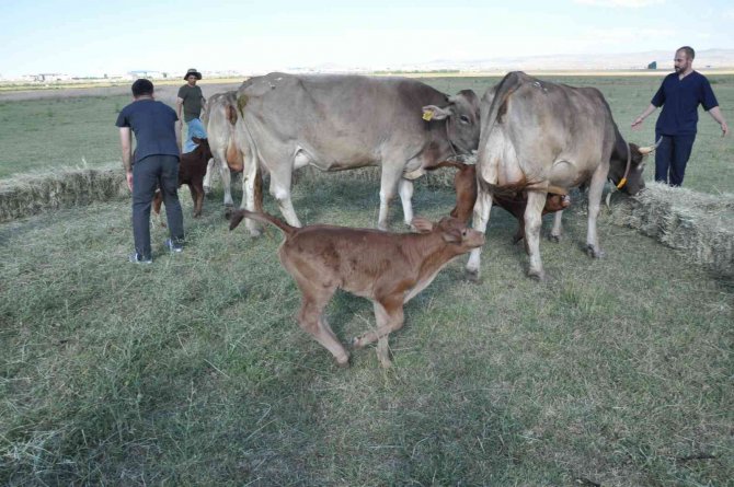 Zavot Irklarına Embriyo Transferi