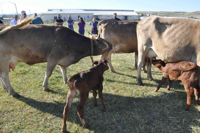 Zavot Irklarına Embriyo Transferi