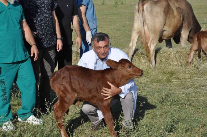 Zavot Irklarına Embriyo Transferi