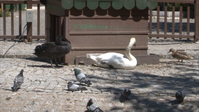 Ankaralılar Sonunda Isındı