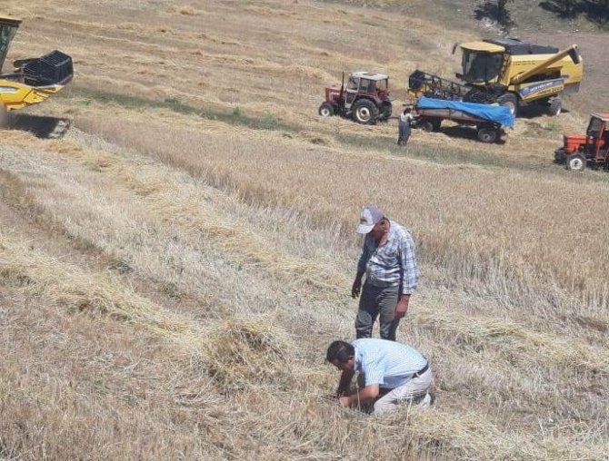 Aslanapa’da Nohut Bitkisinde Hastalık, Zararlı Ve Fenolojik Dönem Takibi