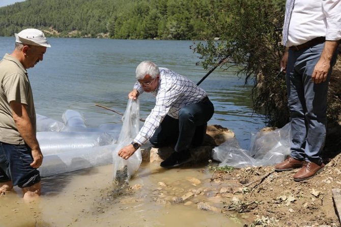 Karacaören Barajına 115 Bin Balık Bırakıldı
