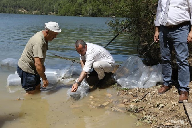 Karacaören Barajına 115 Bin Balık Bırakıldı