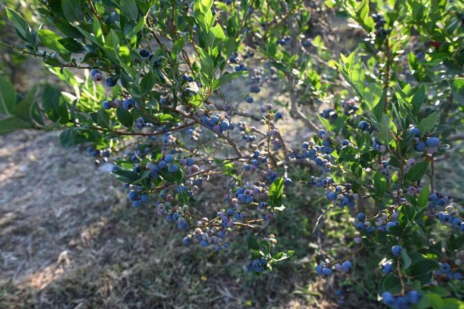 Yaban Mersininde Hasat Bereketi